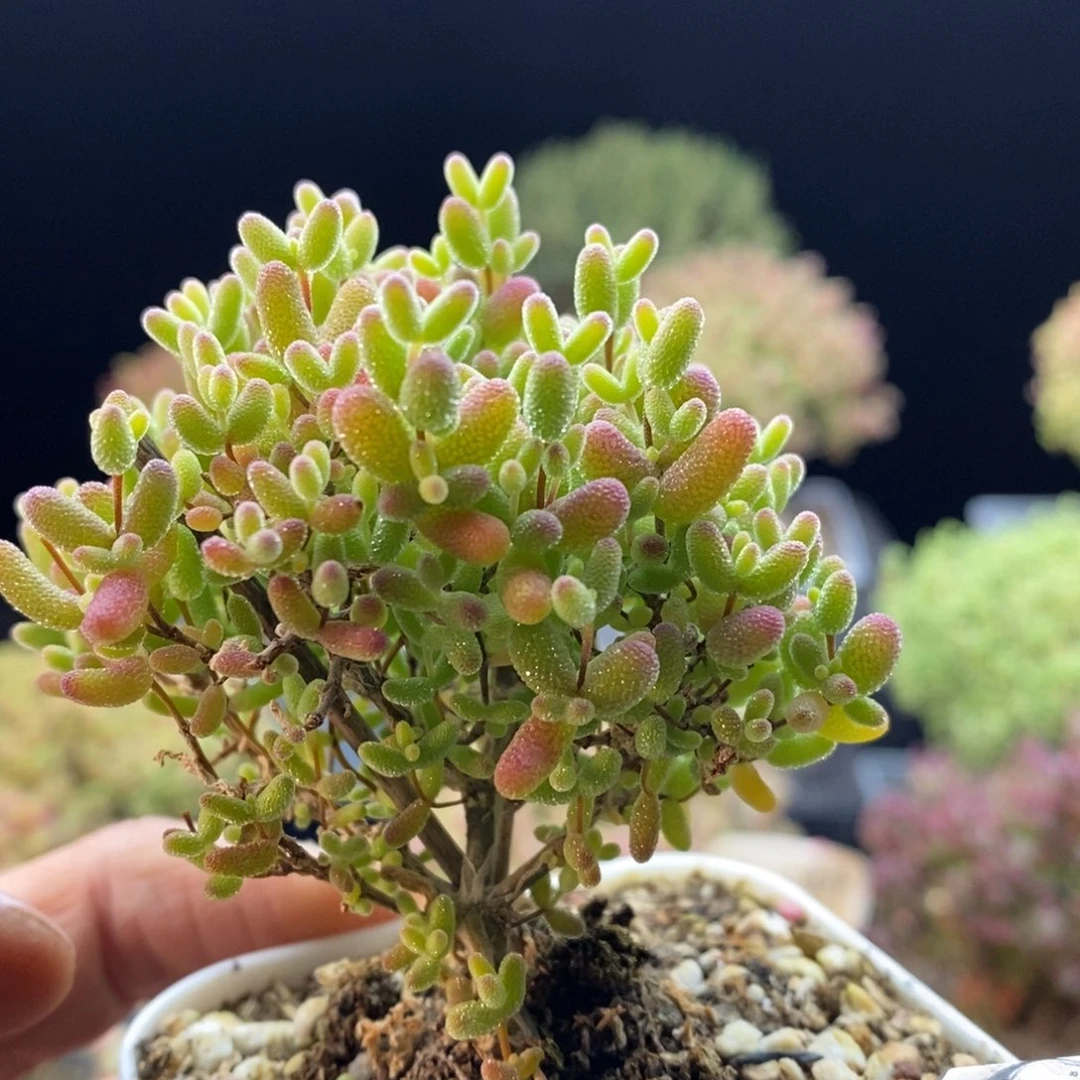 412蜜橘糖球。