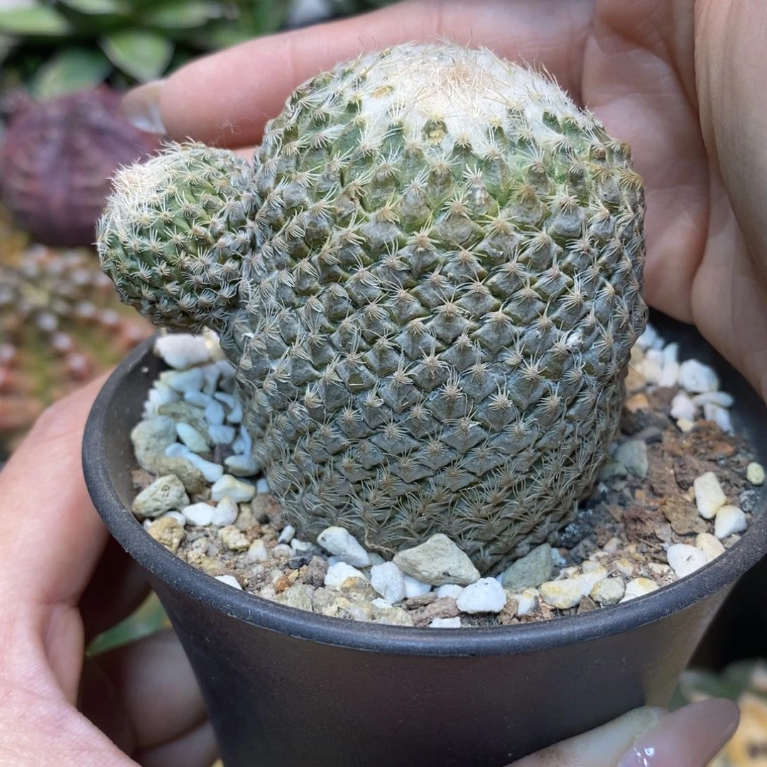 33号 自根 银牡丹整体5公分 带盆土发货