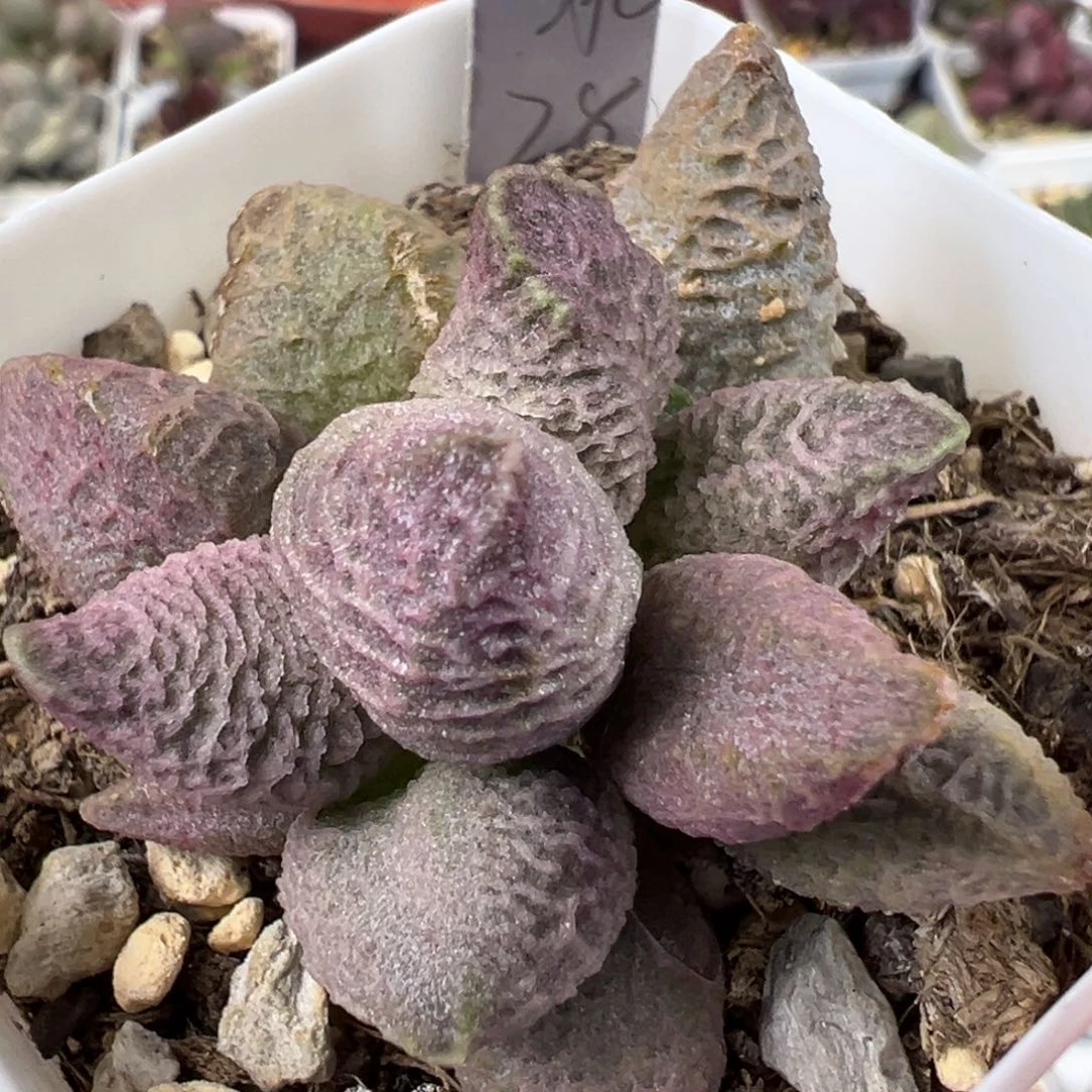 融化纹冰激凌多肉植物水泡