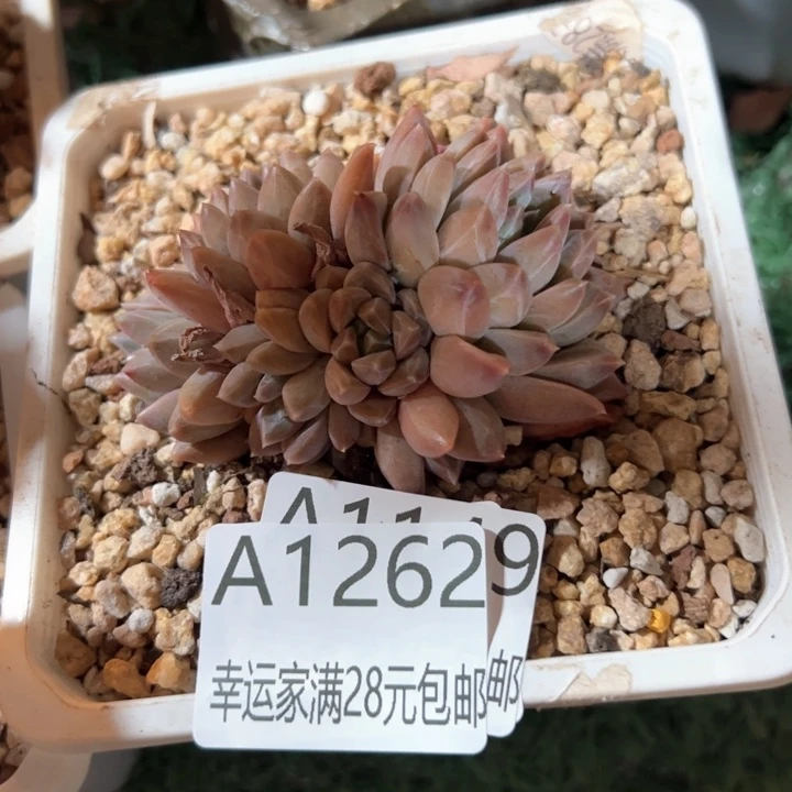 幸运的是我的朋友