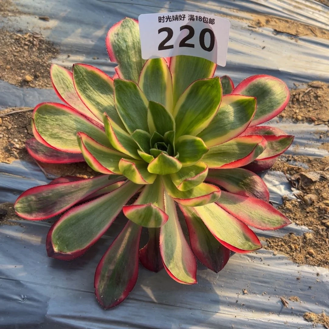 220烈焰多肉植物