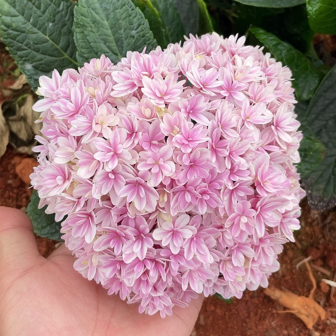 绣球切花一物一拍3枝起包邮，33