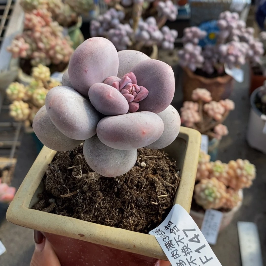 大叶奶酪147/6c m