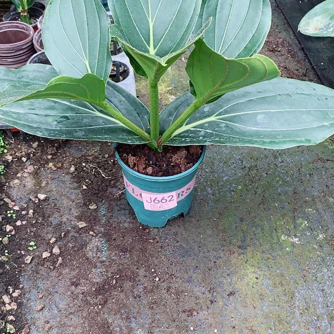 无花朵杭**舍木本花卉662