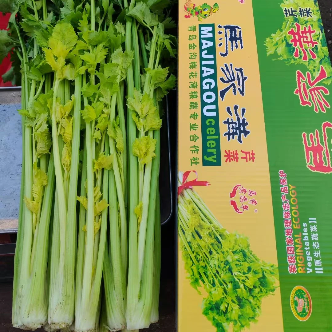 马家沟精品芹菜通货