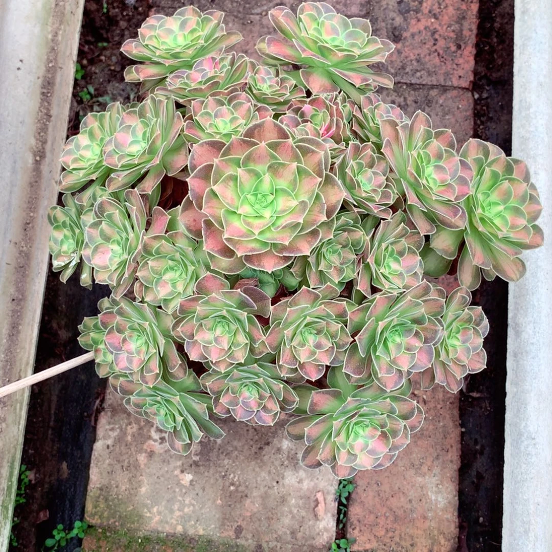 厚叶韶华，多肉植物