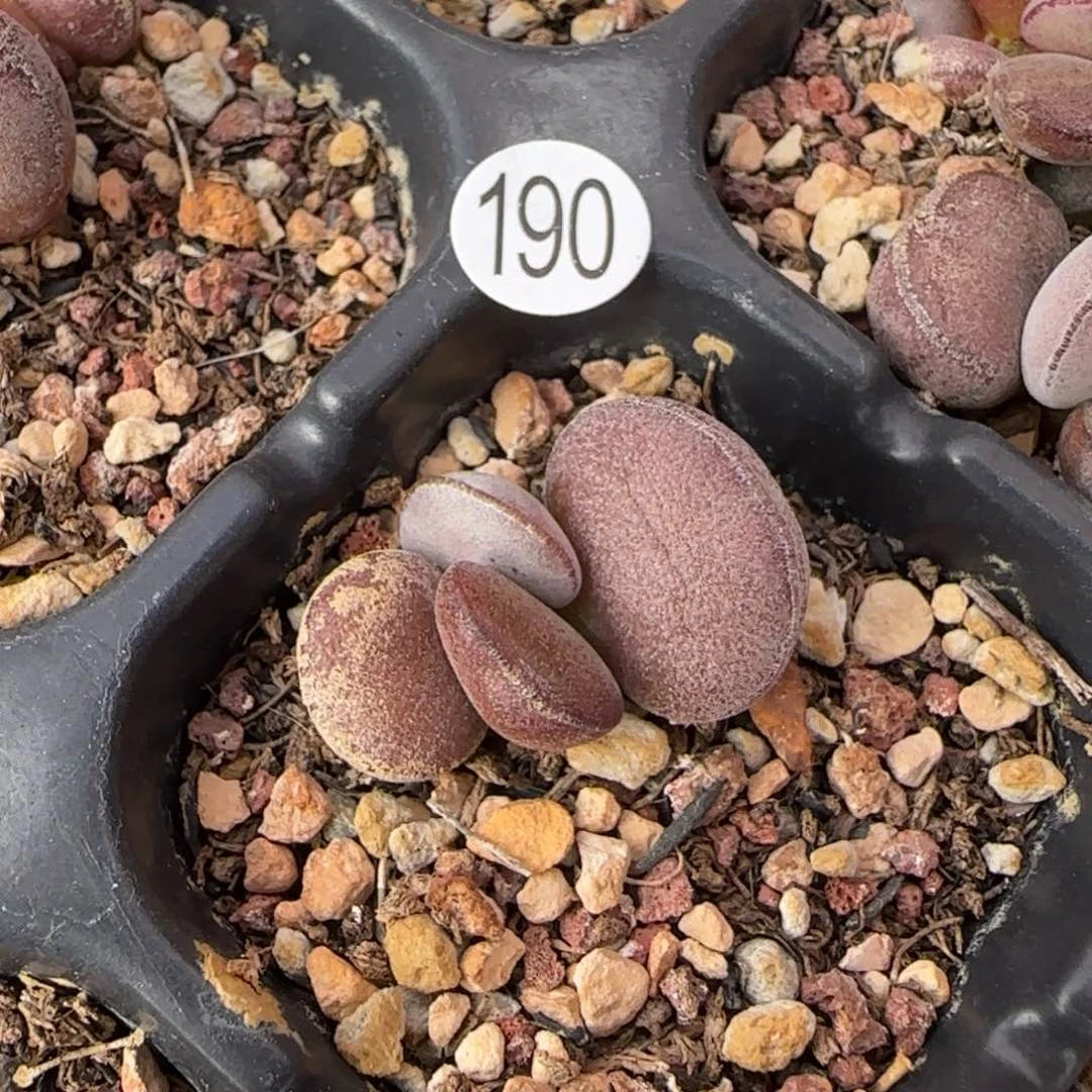 球球紫蛋水泡多肉190