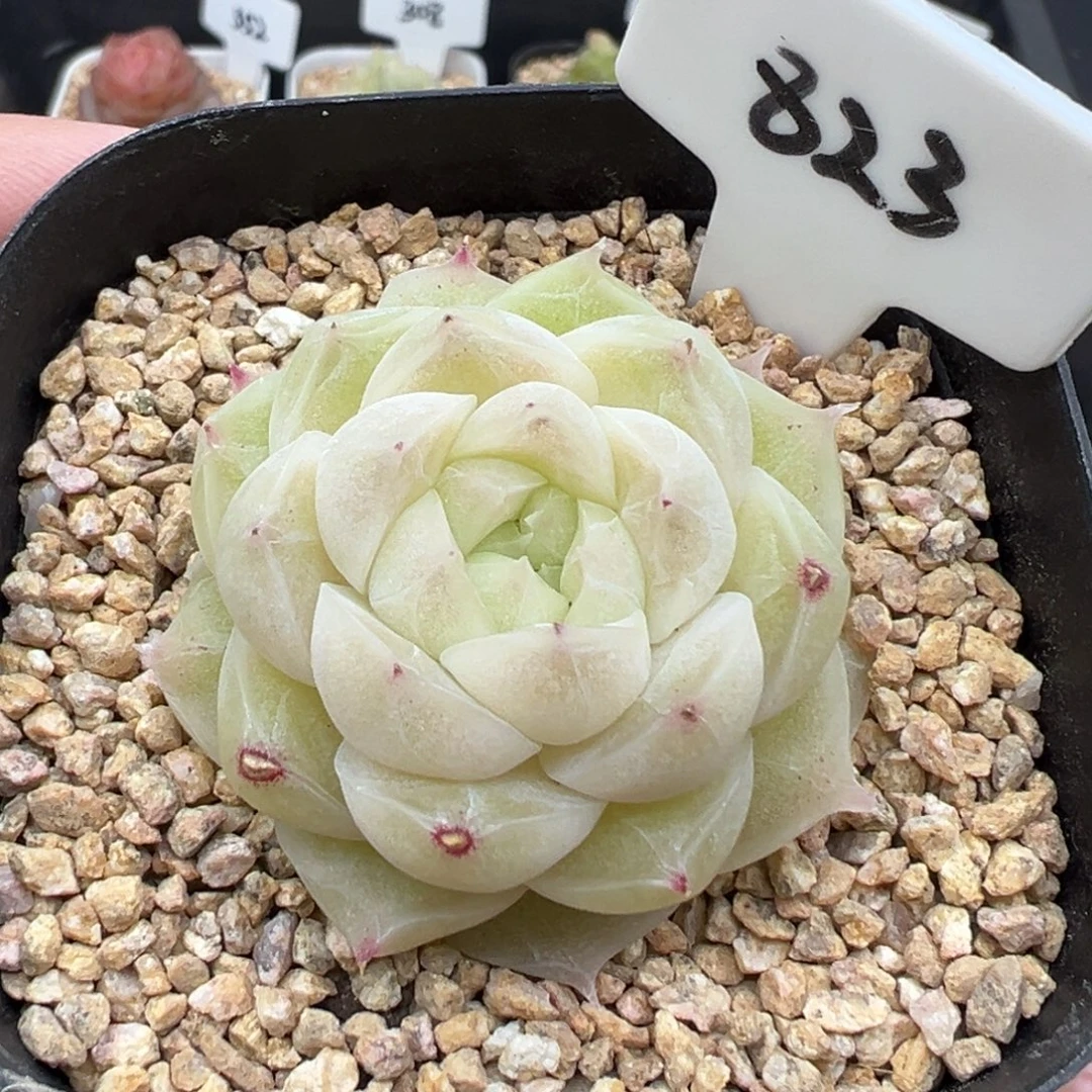 823号梨花白 晗雨多肉