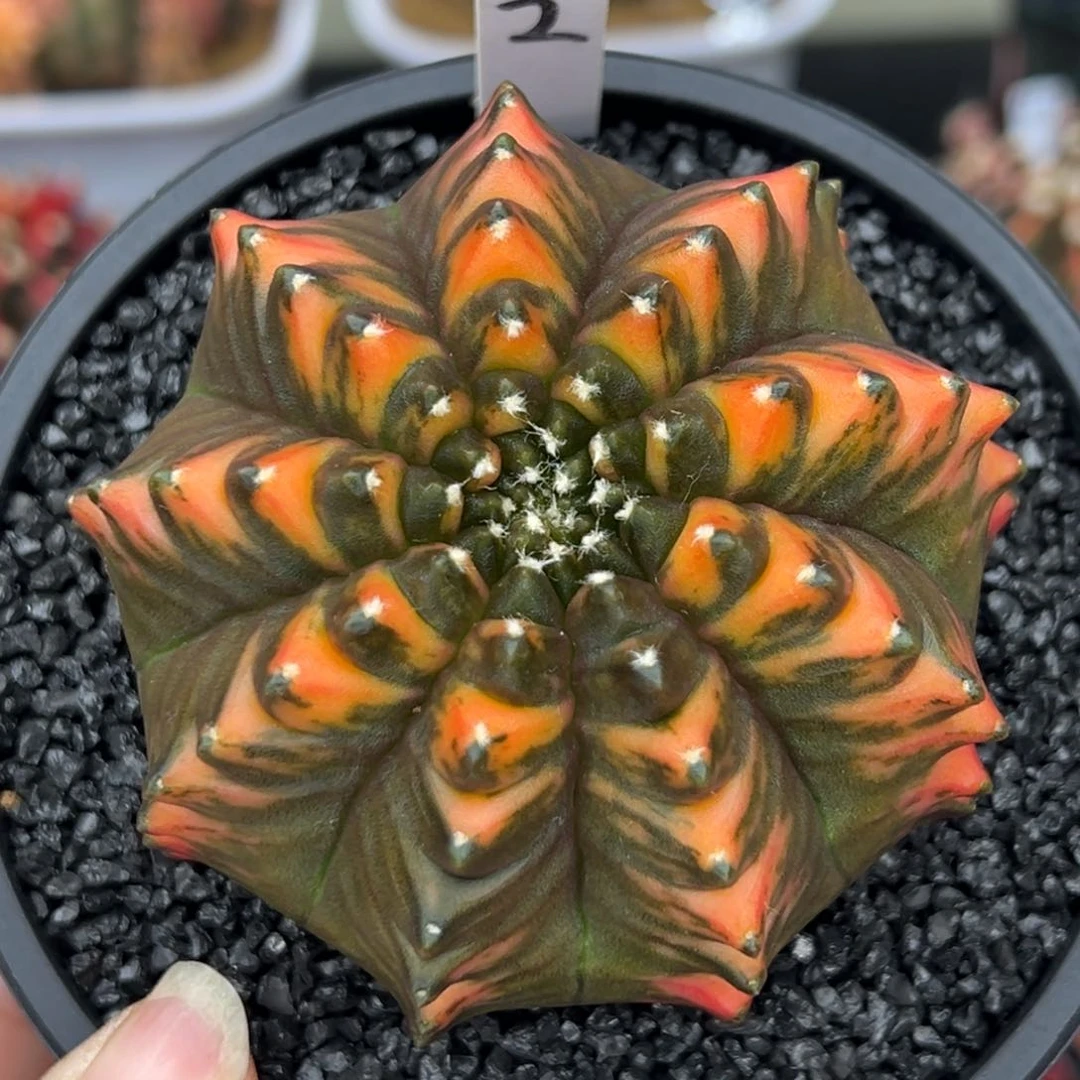 2泰系貘锦，带盆土发货