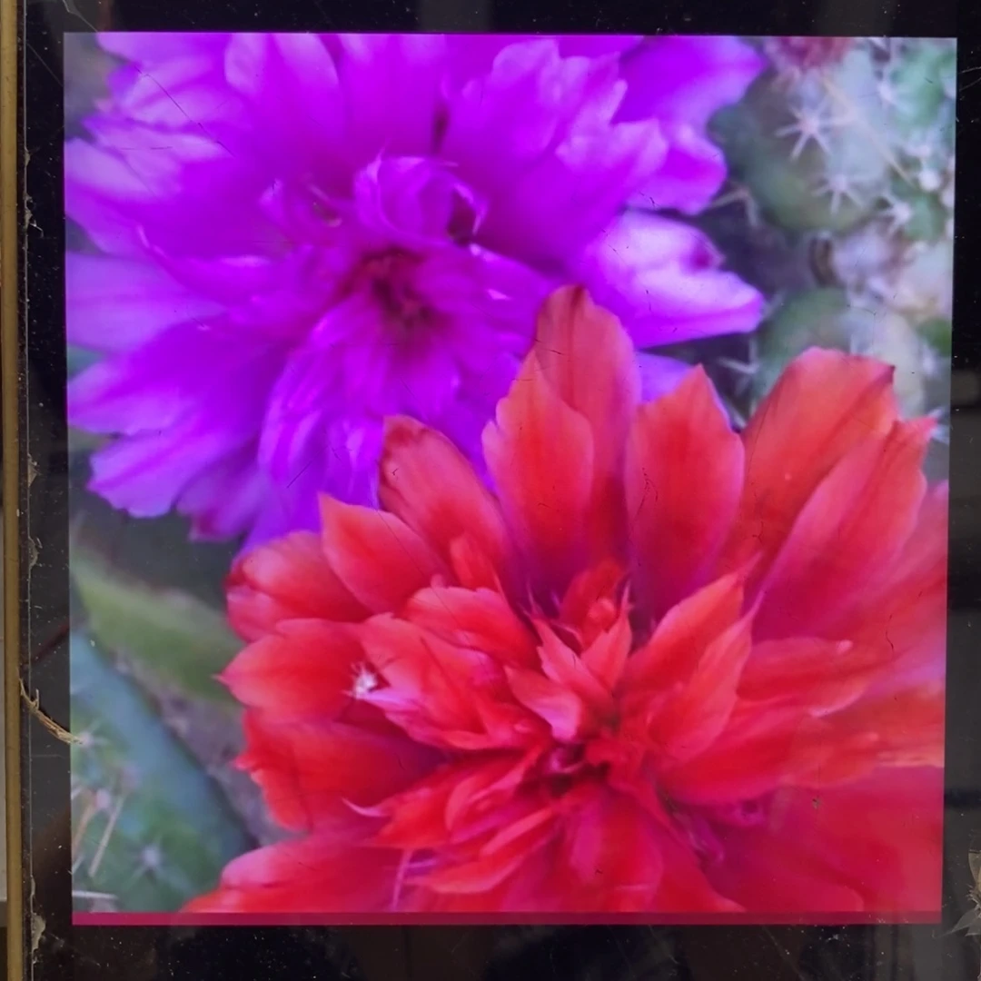 新品紫花美花角侧芽重瓣