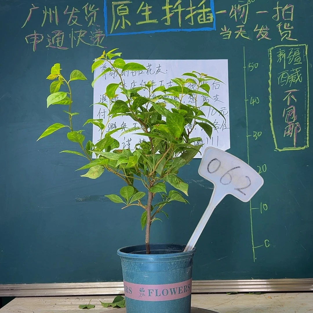 当前无花栽培后可以开花  沙斑女郎  062