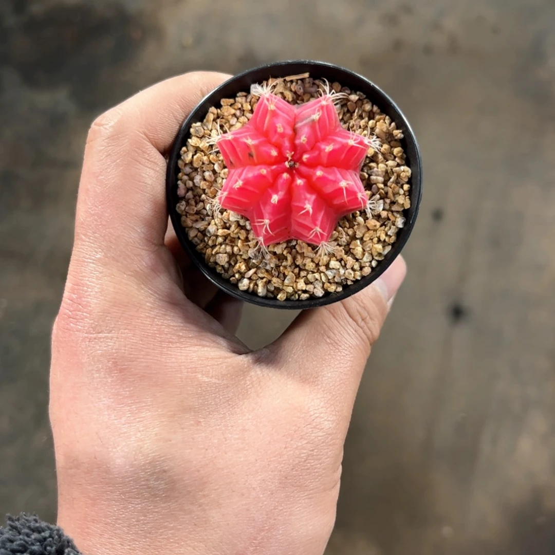 晚*啦24548一物一拍单头