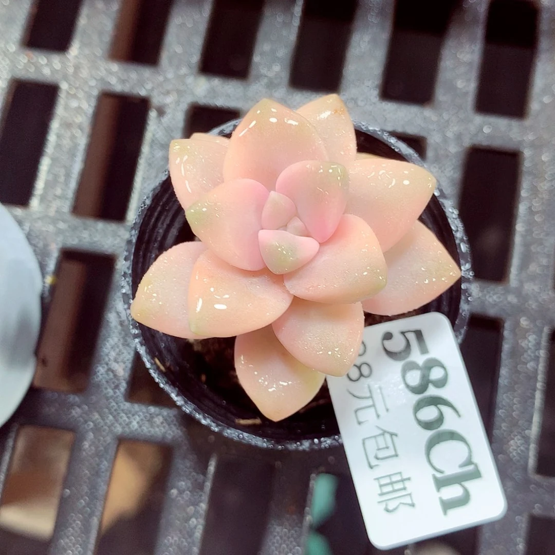 5厘米盆精控多肉586