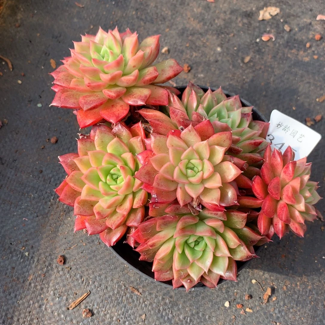 345新年快乐发发发