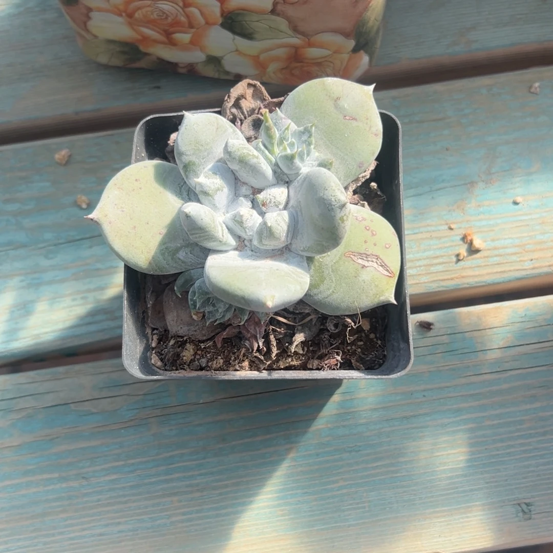 厚宽叶～一物一拍2012