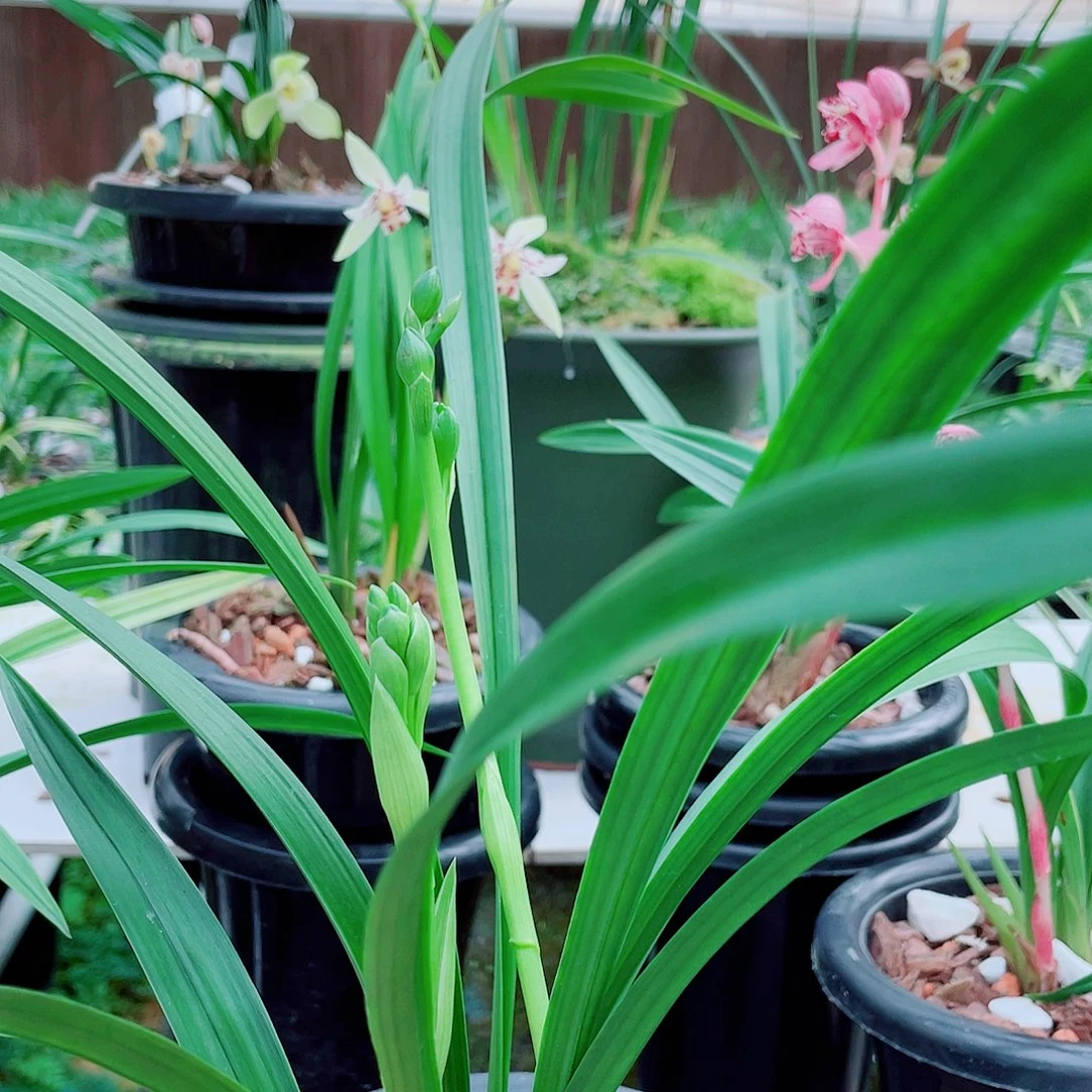 可***冰完全开放一物一漂亮开花