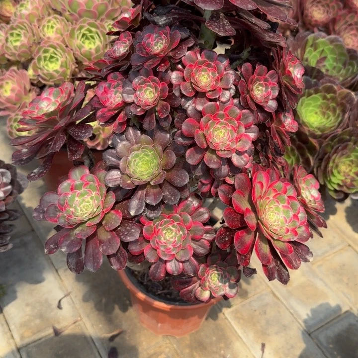 颜*?丽娜福利有断枝048肉肉