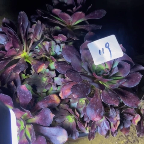 炫彩圆叶丛林多肉119多肉