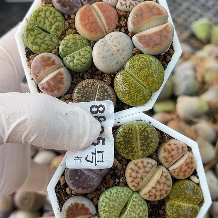 8835 好养易活生石花大母本两盆开播福利