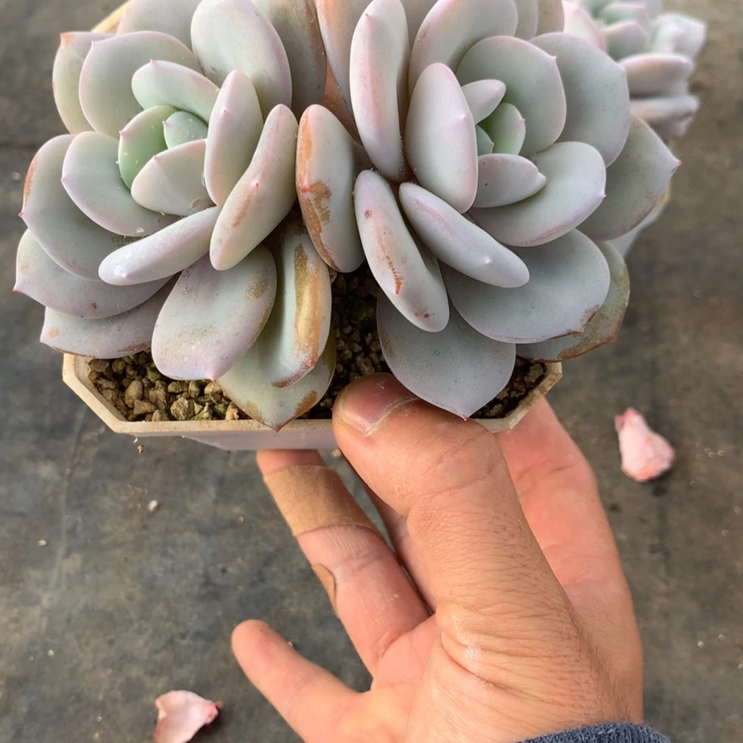 星****星奶茶发货多肉22