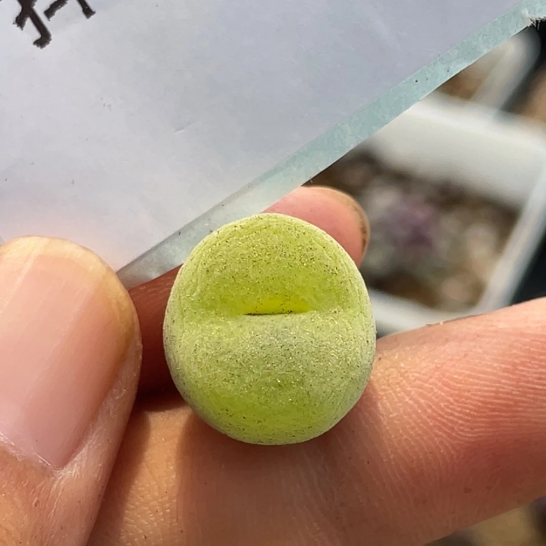 1-85翠光多肉植物