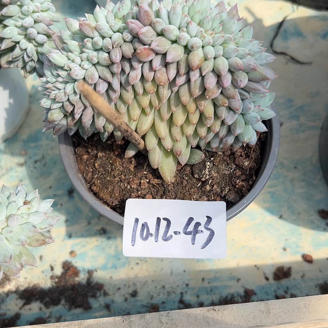1012-43所罗门缀化