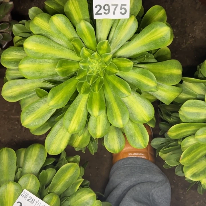 2975琉璃多肉植物