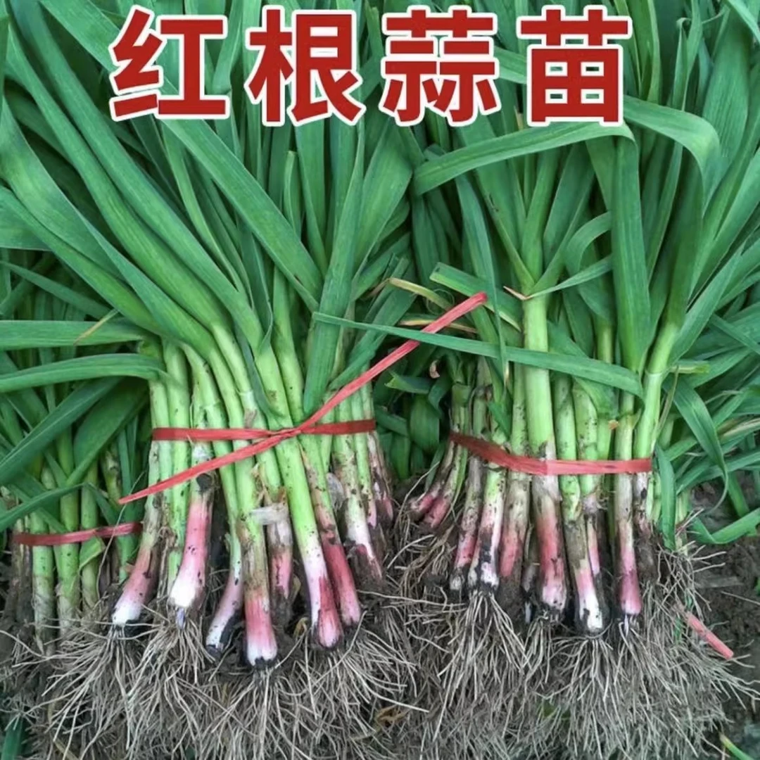 天门红香蒜现挖现发农家自种新鲜嫩蒜苗叶子紫皮大蒜农家新鲜蔬菜