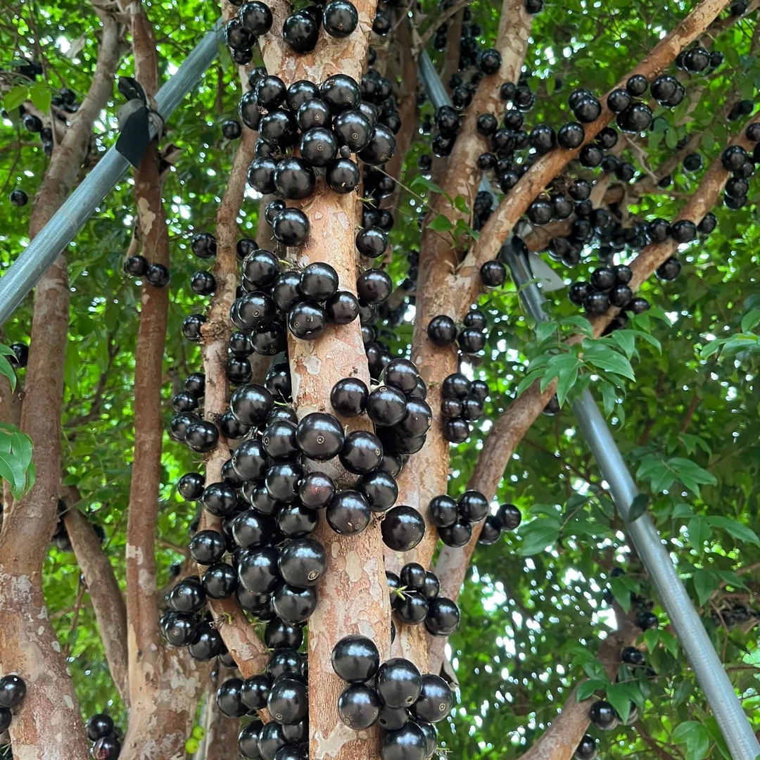 四季嘉宝果树葡萄，一树一拍，接受快递途中掉花掉果