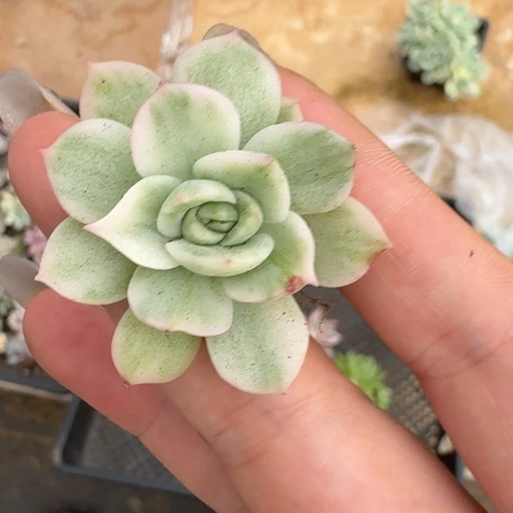 超白锦麦秆一物一