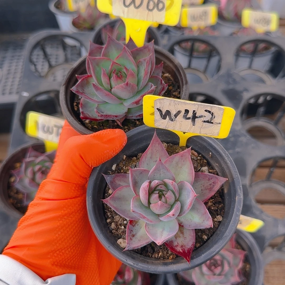 ?***?W42-66惊鸿单头多肉