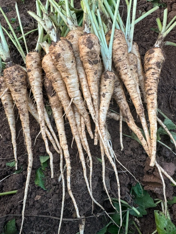 云南新鲜蔓菁时今蔬菜当归煲汤炖排骨甘面粉糯纯天然绿色根茎蔬菜