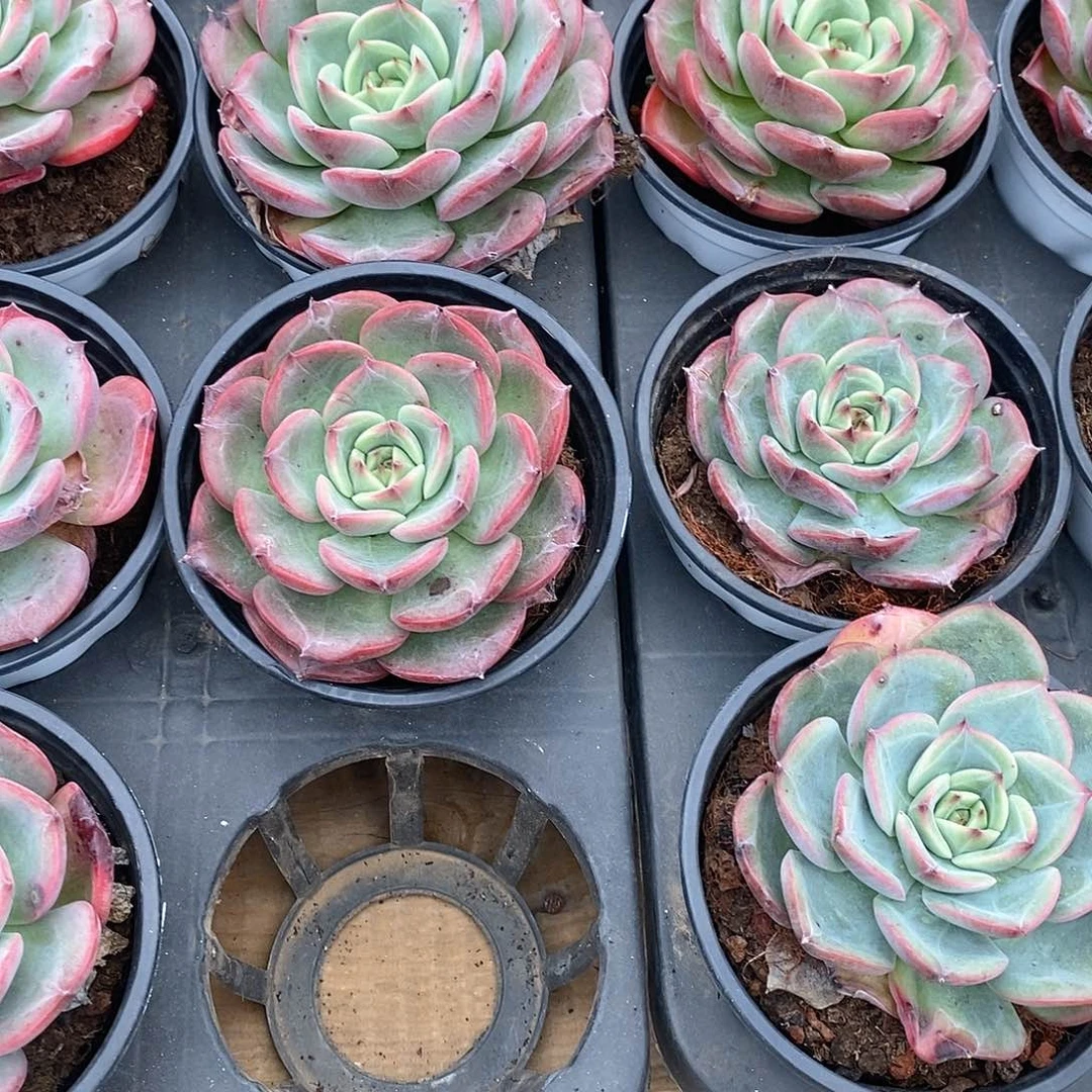 团三文鱼，福利多多