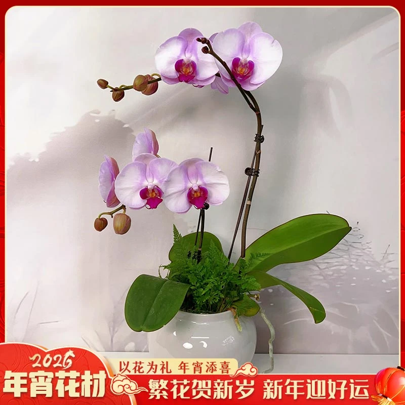 【云舍花卉】3.5寸双梗【西滨哈尼】蝴蝶兰盆栽【带盆发货】2单鲜花包邮