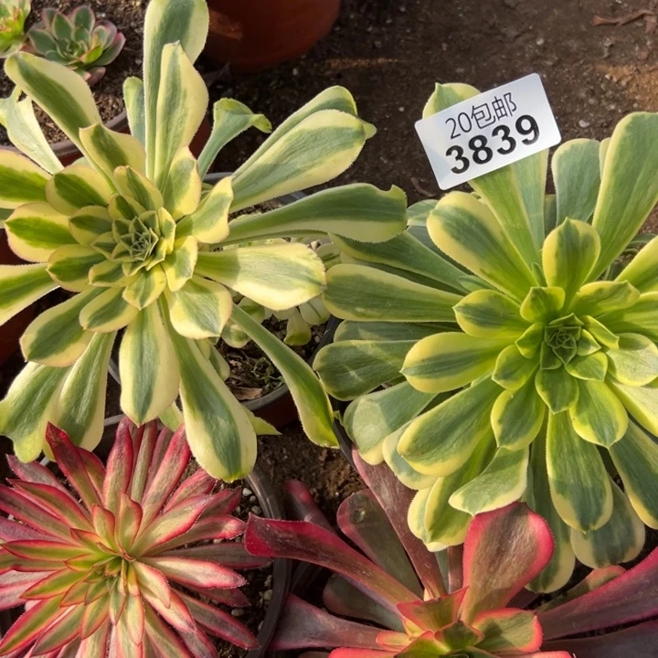 多肉植物3839种植物