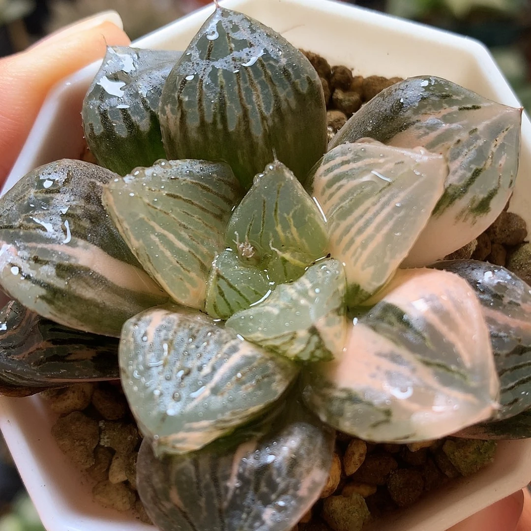 玉潭寿锦带盆土发货ton