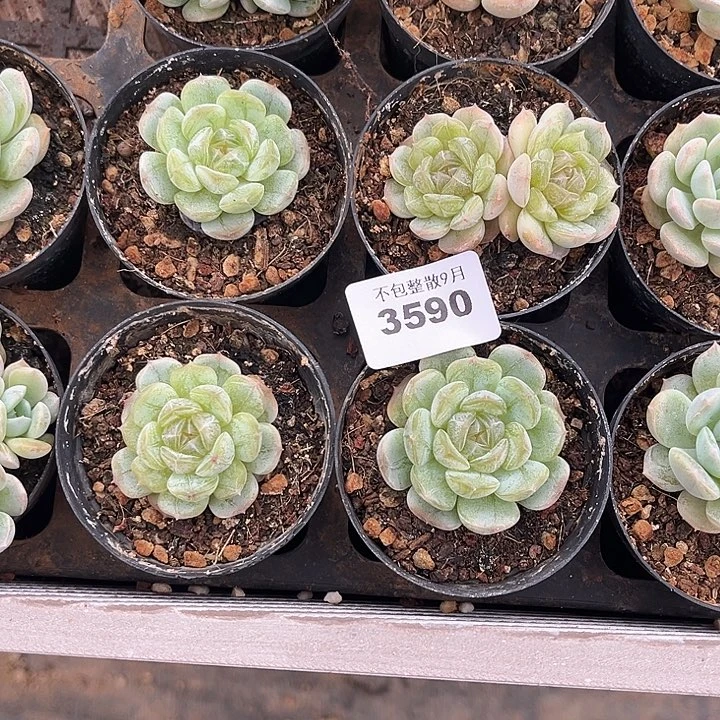 阿雅园艺。     3590白恋四颗