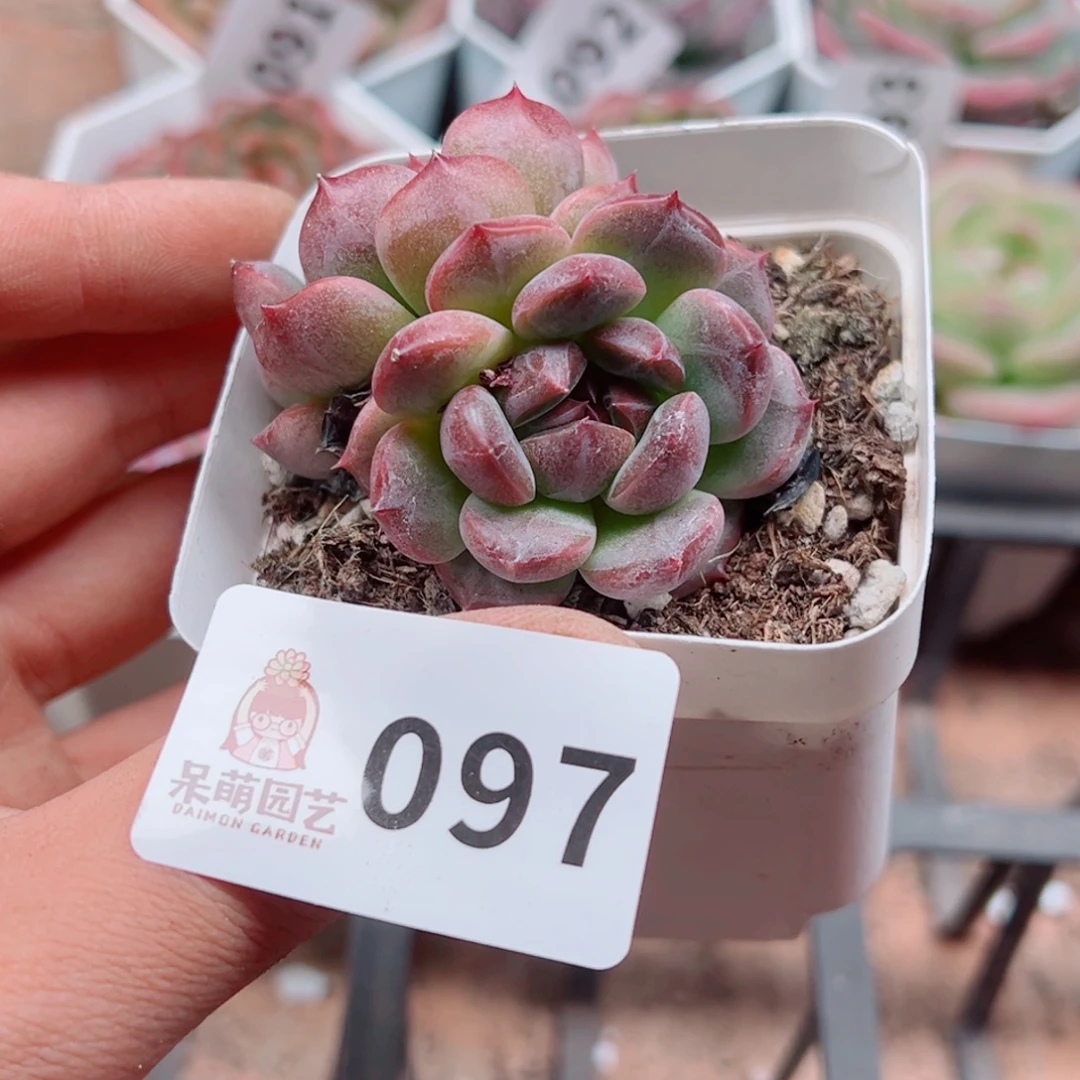 多肉植物多肉植物
