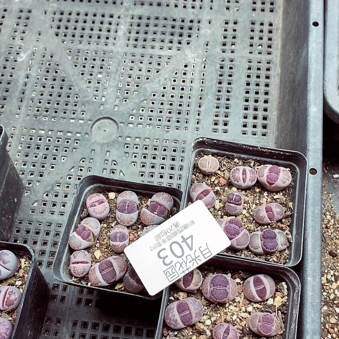 海我还想和他们出去逛逛看看啊403