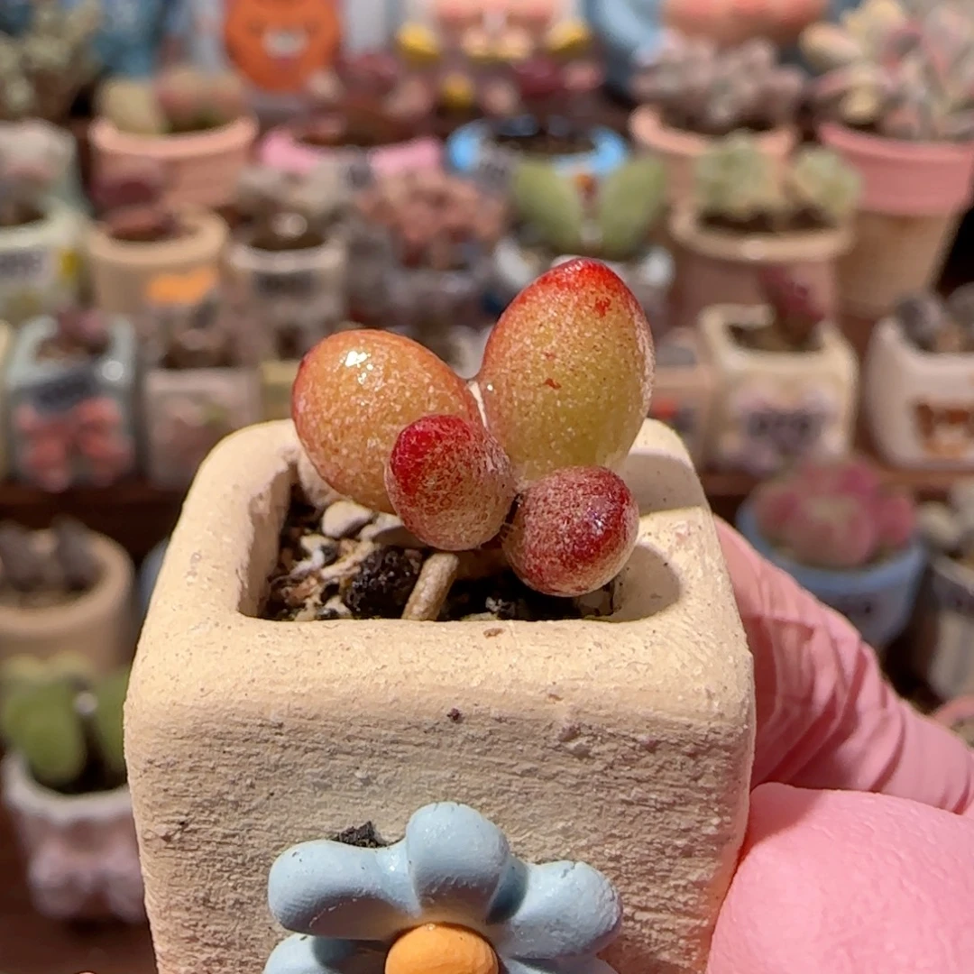 萤火虫水泡 盆口2cm