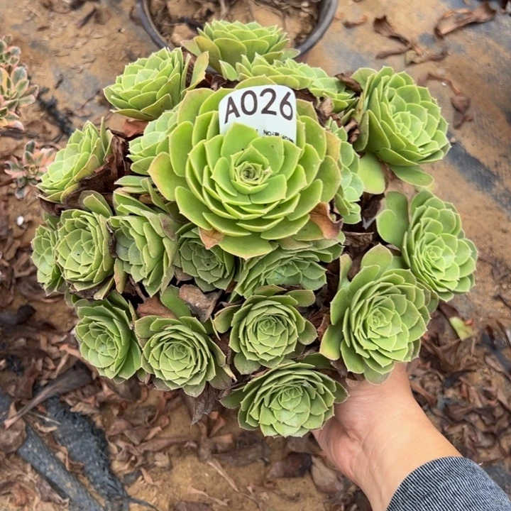 万圣夜多肉植物026.