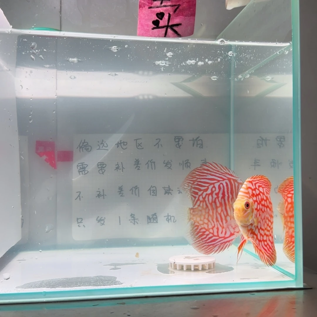 七彩神仙鱼肉身8左右偏远地区不拍