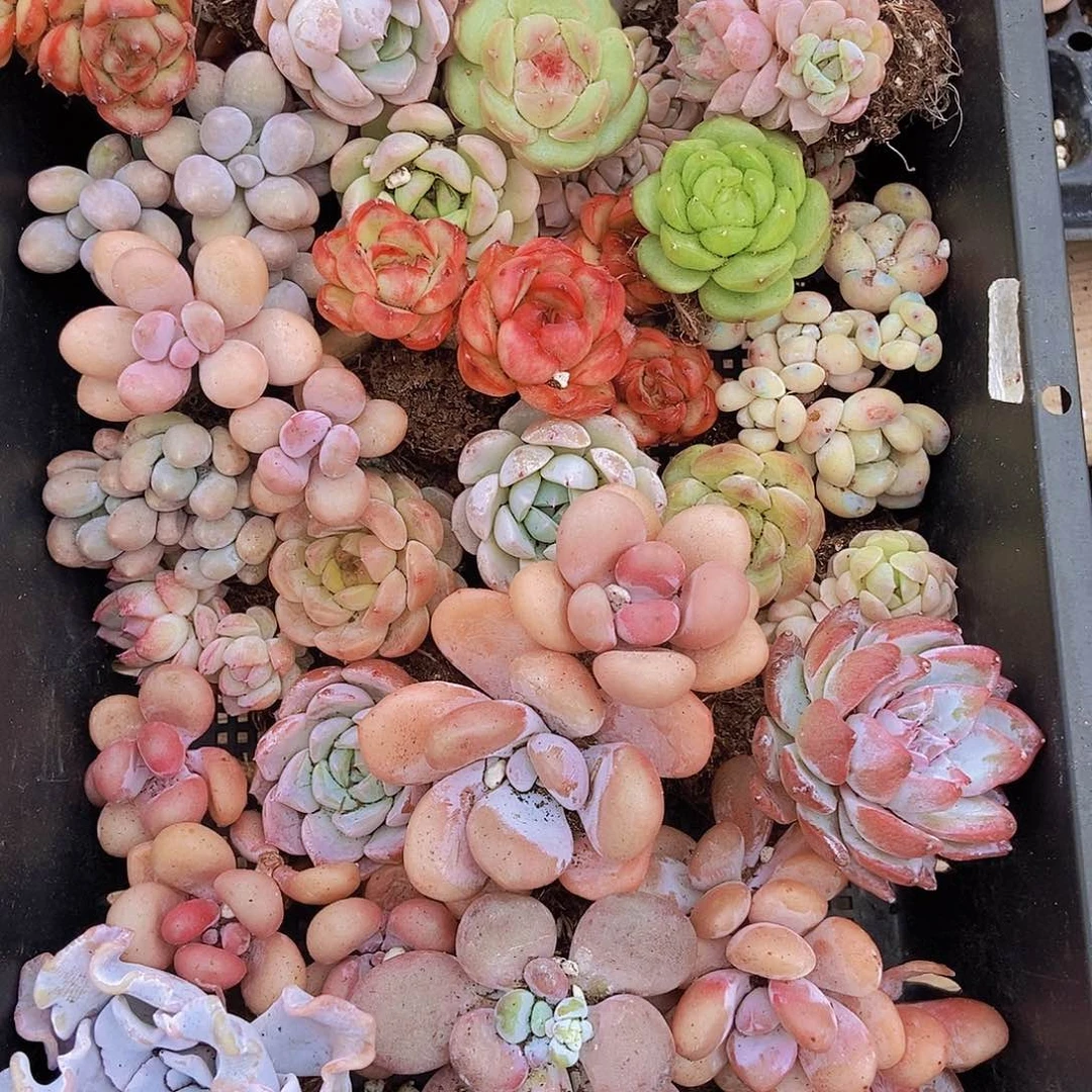 000000000001量拍保底20颗