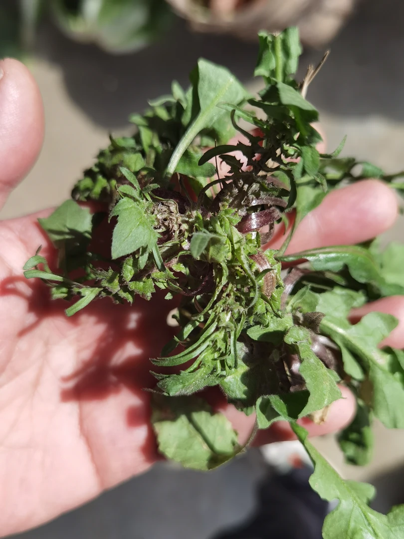 湖北农村现挖正宗纯野生荠菜新鲜现挖包邮