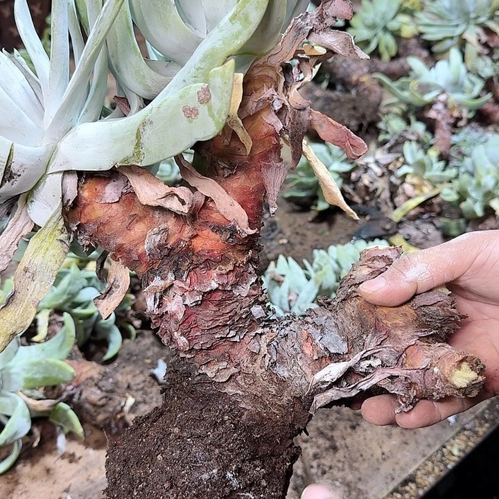曾***过2205撒利纳仙女杯多肉