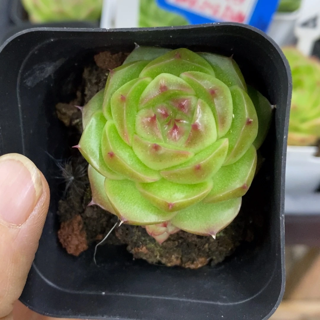 精品多肉一物一拍不包整82