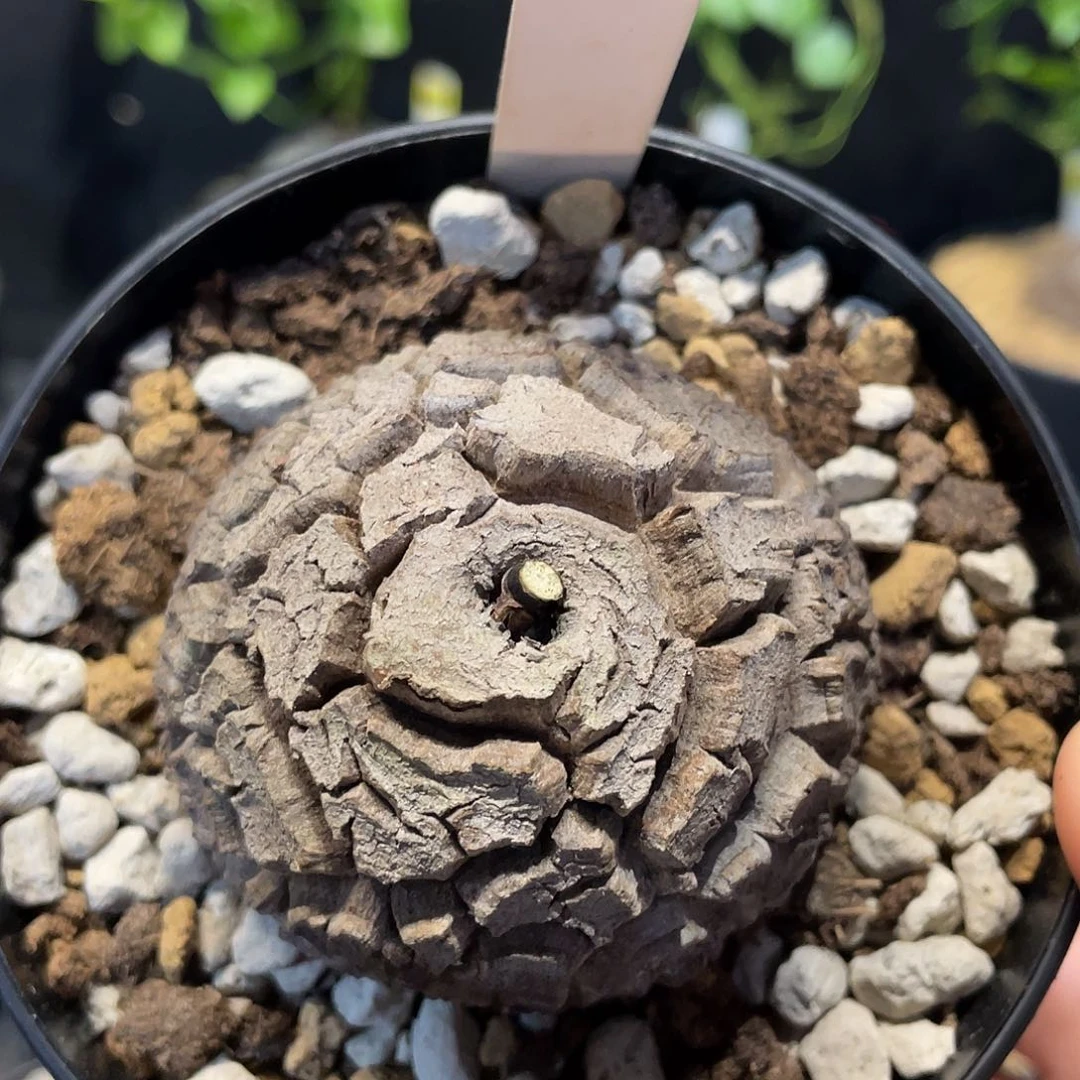 82龟甲龙5.8厘米不退换