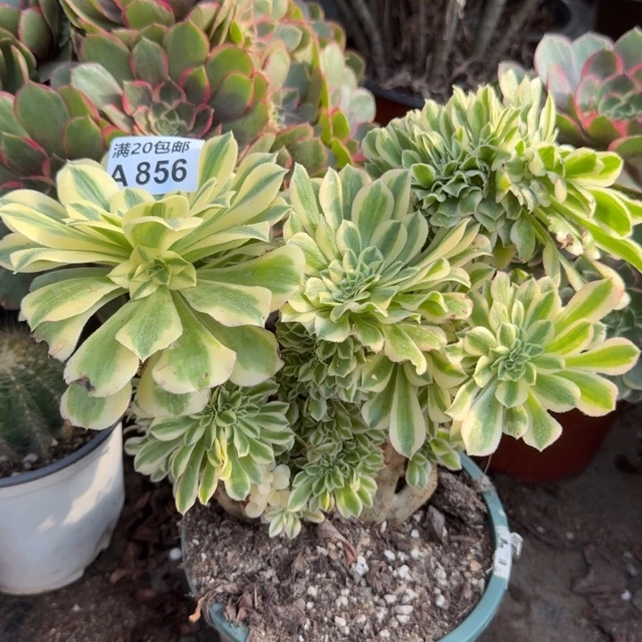 满20包邮，856迈巴赫缀18-20厘米老桩