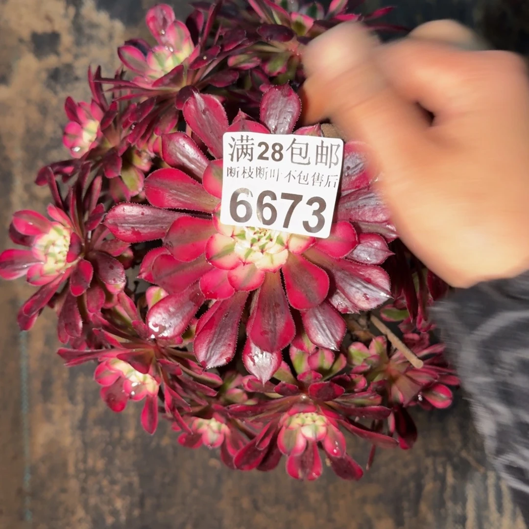 6673同白头肉植物