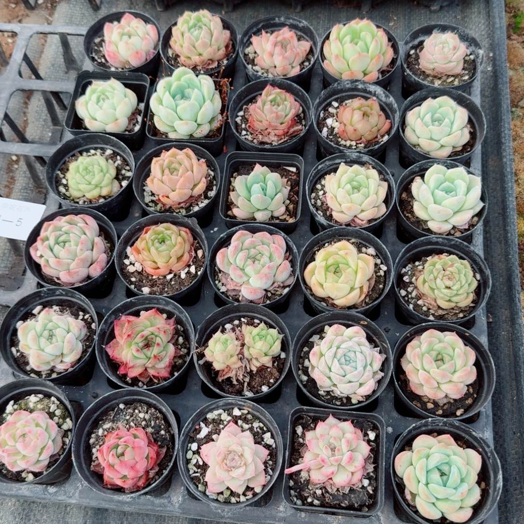 31-5多肉杂交三十颗带盆土发货量拍